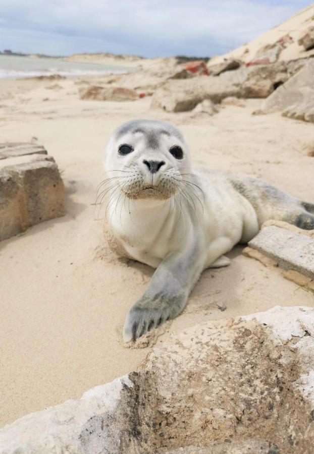Cozy D'Opale Charmant T1 Bord De Mer Cour Privee Et Clot Wifi 3 Pers Animaux Acceptes Gratuit Lejlighed Berck Eksteriør billede